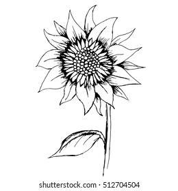 Hand-drawn decorative sunflower element in vector.