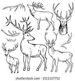 Hand-drawn Deer.  Vector Sketch Illustration.