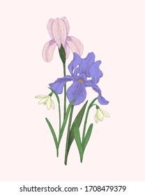 Hand-drawn detailed iris and snowdrops vector illustration elements