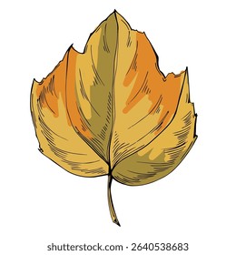Hand-drawn detailed maple leaf sketch illustration in vintage botanical style, isolated on white background, perfect for autumn designs, seasonal decor, nature prints, tattoos, or eco branding