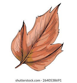 Hand-drawn detailed maple leaf sketch illustration in vintage botanical style, isolated on white background, perfect for autumn designs, seasonal decor, nature prints, tattoos, or eco branding