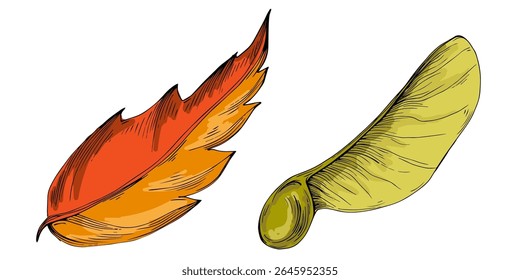 Dibujado a mano ilustración detallada del bosquejo de la hoja del arce en estilo botánico vintage, aislado en el fondo blanco, perfecto para los diseños del otoño, decoración estacional, impresiones de la naturaleza, tatuajes, o marca del eco