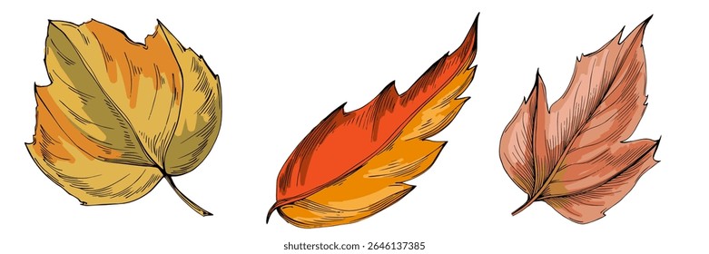 Hand-drawn detailed maple leaf sketch illustration in vintage botanical style, isolated on white background, perfect for autumn designs, seasonal decor, nature prints, tattoos, or eco branding