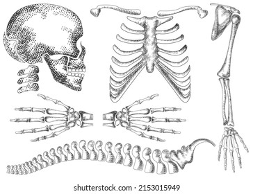 Handdrawn detailed vector skeleton drawing of human anatomy, skull, hand bone, ankle, chest bone, backbone