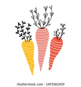 Handdrawn different color and shape colorful carrots, isolated element in scandinavian style. Sketch style red and yellow organic farm carrot, hand drawn illustration, good for sticker or print poster