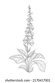 Hand-drawn digitalis flower illustration. Botanical illustration of summer wildflower. Elegant floral drawing for wedding, card, cover or brand design
