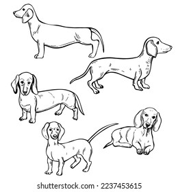 Hand-drawn dogs.  Dachshund. Vector sketch  illustration.