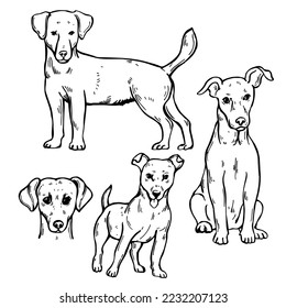 Hand-drawn dogs.  Jack Russell Terrier. Vector sketch  illustration.
