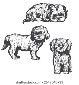 Hand-drawn dogs.  Maltipoo. Vector sketch  illustration.