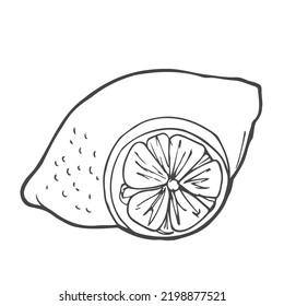 Hand-drawn doodle cartoon style vector illustration. Collection set of lemon lime orange citrus fruits For menu, farmers market design, cocktail making process illustration, cookbook decoration etc