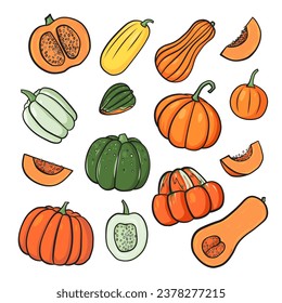 handdrawn doodle illustration of varieties of pumpkin and squash