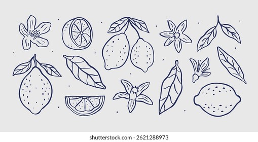 Hand-drawn doodle lemons. Summer citrus tropical fruit illustration