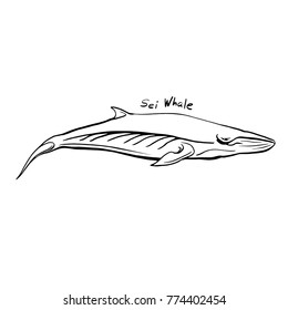 Hand-Drawn Doodle of whale. Vector Illustration - stock vector.
