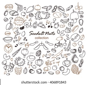 Hand-drawn doodles of the different seeds and nuts: walnuts, pistachios, hazelnuts, cashew, chestnut, linden, poppy, pea, bean, apple etc. Line art illustrations.