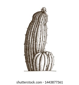 Handdrawn Dotwork Vector black and white Illustration. Big barbed cactus in the form of a penis with a flower. Tattoo sketch. Concept of plant flowering, character stamina, hardness. 