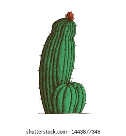 Handdrawn Dotwork Vector Illustration: prickly big cactus with flower. Tattoo sketch. The concept of plant flowering, hardness of character, stamina, . Print for t-shirt. Home poster. Adult