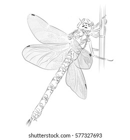 Hand-drawn dragonfly blue hawker (Aeshna cyanea) sitting on a reed stalk vector illustration on white background.