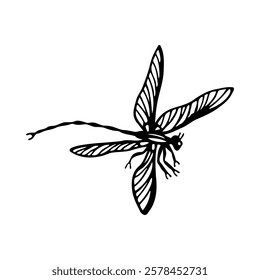 Hand-drawn dragonfly illustration in black ink on a white background. Stylized insect drawing with detailed wings and elongated body.