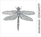 handdrawn dragonfly illustration, dragonfly drawing