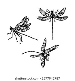 Hand-drawn dragonfly illustrations in black ink on a white background. Stylized insect drawings with detailed wings and elongated bodies. Nature and wildlife art for design and print.