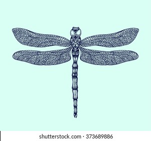 Hand-drawn dragonfly vector illustration