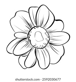 Hand-drawn drawing of a blooming chrysanthemum flower vector