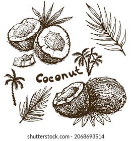 Hand-drawn drawing of a coconut	
