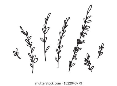 Hand-drawn dried herbs clip art. Ink botanical illustration