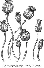 Hand-drawn dry boxes of poppies in gray. Vector