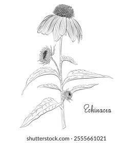 Hand-drawn echinacea flower outline vector illustration, botanical sketch on white background