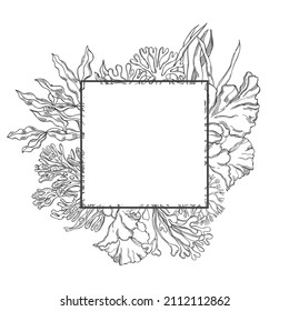 Hand-drawn edible  algae  on white background.   Vector frame.