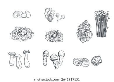 Hand-drawn edible mushrooms of Asia. Vector sketch  illustration.