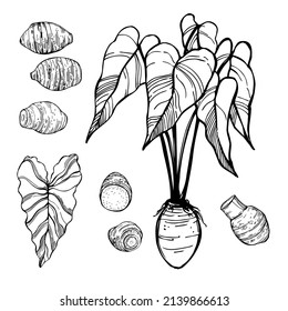 Hand-drawn; edible taro(Colocásia esculénta). Vector sketch; illustration.