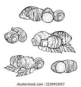 Hand-drawn; edible taro(Colocásia esculénta). Vector sketch; illustration.