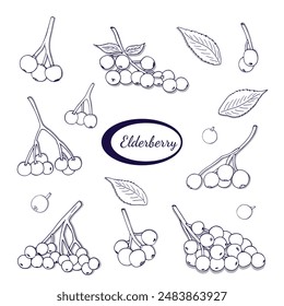 Hand-drawn Elderberry berry set. Branch of ripe elderberry element. Isolated on white background