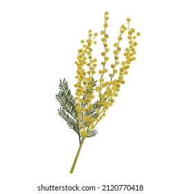 Hand-drawn element, branch of mimosa. A good idea for your design, poster, greeting card, web banner. Spring flower.