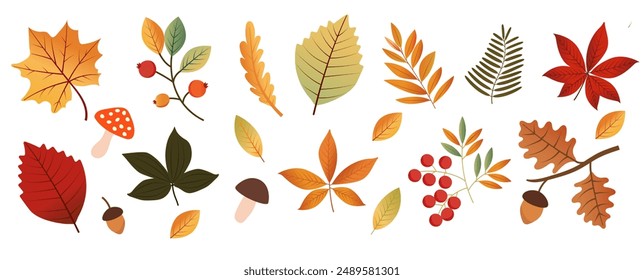 Hand-drawn elements of an autumn forest isolated on a white background. Autumn leaves, mushrooms, acorns. Harvest time. Autumn. It can be used in web design, social media, printing