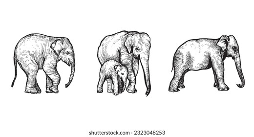 Handdrawn elephant illustration, elephant drawing, africa animal, wild animal, trunk