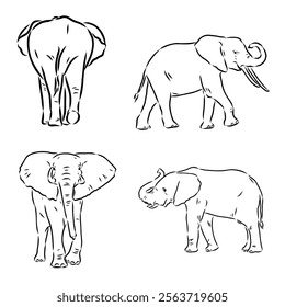 Hand-drawn Elephant. Vector editable stroke. African elephant, vector sketch