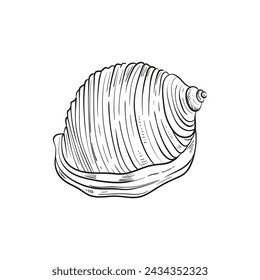 Hand-drawn, engraved line illustrations of realistic mollusk shells in various forms. Perfect for marine-themed designs. Black and white sketches on a navy peony background, including starfish.