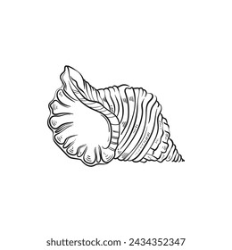 Hand-drawn, engraved line illustrations of realistic mollusk shells in various forms. Perfect for marine-themed designs. Black and white sketches on a navy peony background, including starfish.