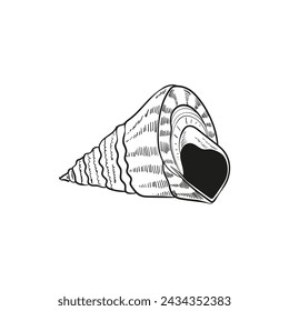 Hand-drawn, engraved line illustrations of realistic mollusk shells in various forms. Perfect for marine-themed designs. Black and white sketches on a navy peony background, including starfish.
