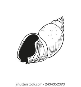 Hand-drawn, engraved line illustrations of realistic mollusk shells in various forms. Perfect for marine-themed designs. Black and white sketches on a navy peony background, including starfish.