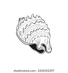 Hand-drawn, engraved line illustrations of realistic mollusk shells in various forms. Perfect for marine-themed designs. Black and white sketches on a navy peony background, including starfish.