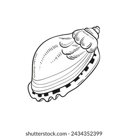 Hand-drawn, engraved line illustrations of realistic mollusk shells in various forms. Perfect for marine-themed designs. Black and white sketches on a navy peony background, including starfish.