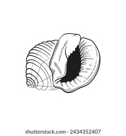 Hand-drawn, engraved line illustrations of realistic mollusk shells in various forms. Perfect for marine-themed designs. Black and white sketches on a navy peony background, including starfish.