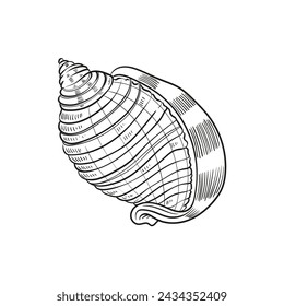 Ilustraciones de líneas grabadas y dibujadas a mano de conchas de moluscos realistas en varias formas. Perfecto para diseños de temática marina. Dibujos en blanco y negro sobre un fondo de peonía azul marino, incluyendo estrellas de mar.