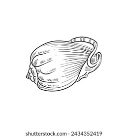 Hand-drawn, engraved line illustrations of realistic mollusk shells in various forms. Perfect for marine-themed designs. Black and white sketches on a navy peony background, including starfish.