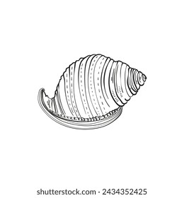 Hand-drawn, engraved line illustrations of realistic mollusk shells in various forms. Perfect for marine-themed designs. Black and white sketches on a navy peony background, including starfish.