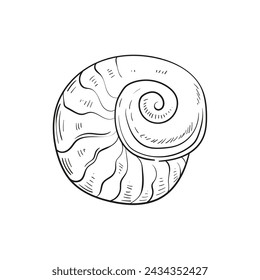 Hand-drawn, engraved line illustrations of realistic mollusk shells in various forms. Perfect for marine-themed designs. Black and white sketches on a navy peony background, including starfish.